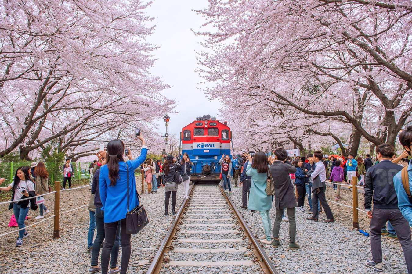 Jinhae-Cherry-Blossom-Festival