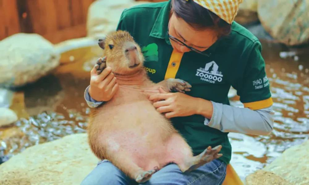 Capybara tại ZooDoo Đà Lạt thường được nuôi dưỡng và chăm sóc cẩn thận