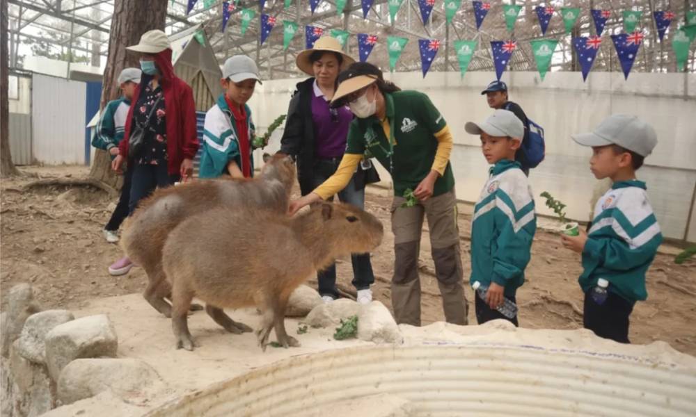 Các bạn học sinh được đến trải nghiệm gặp gỡ Capybara