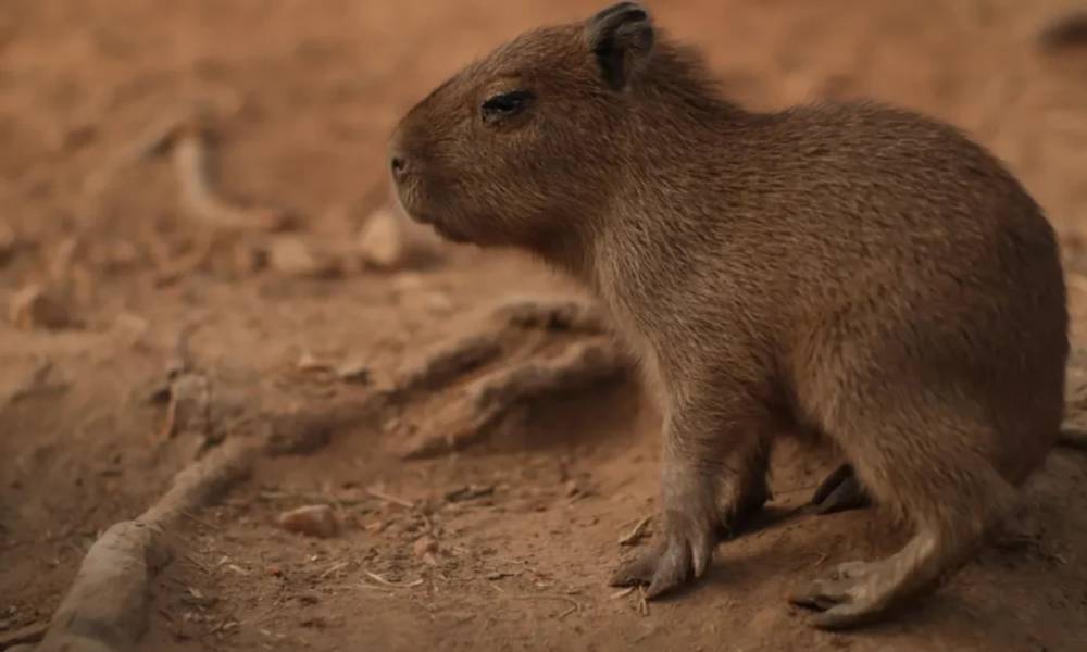 Capybara di chuyển linh hoạt trên mặt đất cũng như trong nước nhờ ngoại hình linh hoạt