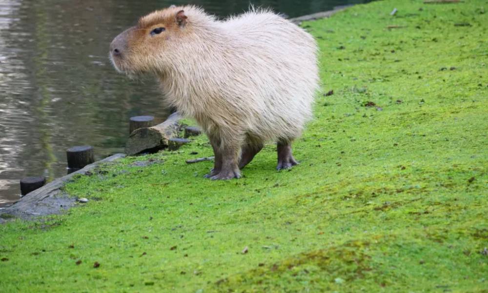Capybara thường sống ở môi trường gần nước
