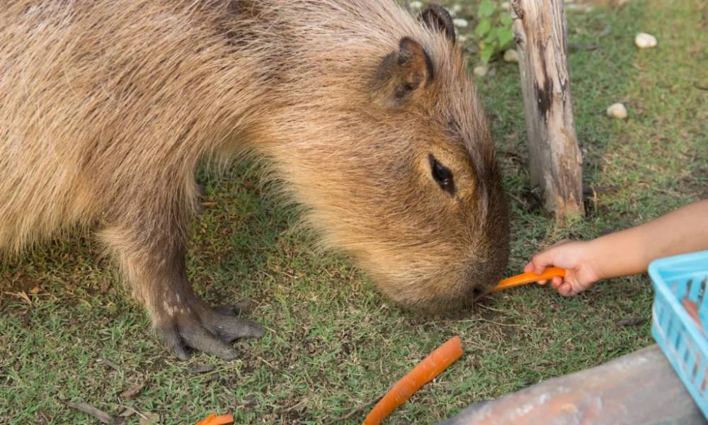 Bạn có thể cho Capybara thức ăn khi đến thăm 