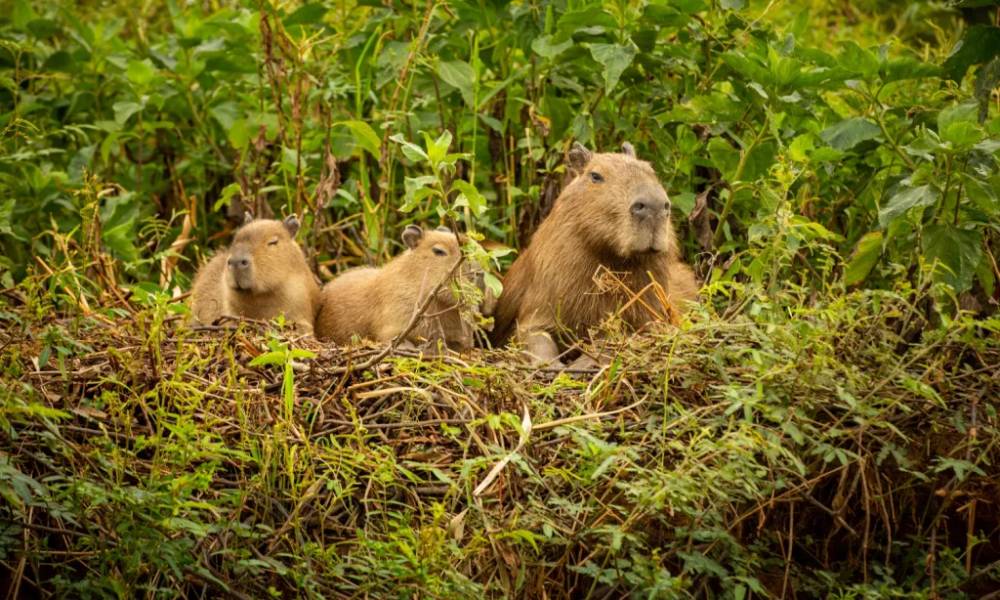 Tập tính sống theo bầy đàn của Capybara