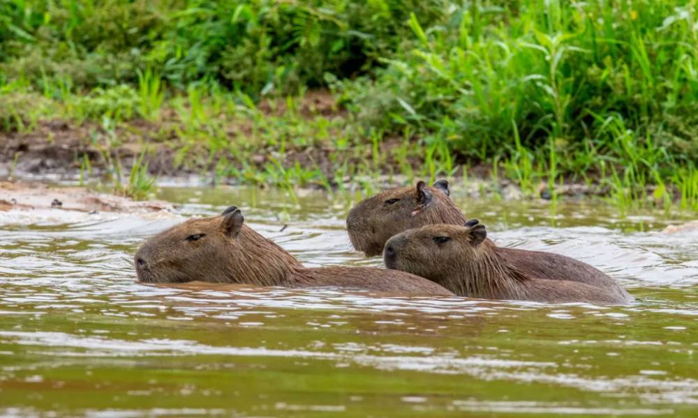 Capybara ngâm mình dưới nước để giảm nhiệt