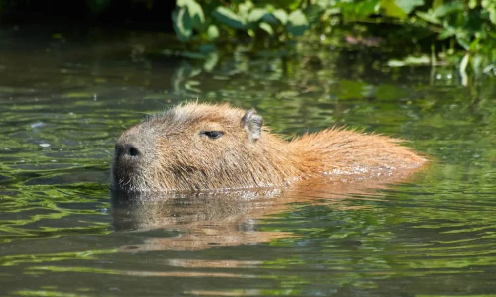 Capybara đang ngâm mình dưới nước