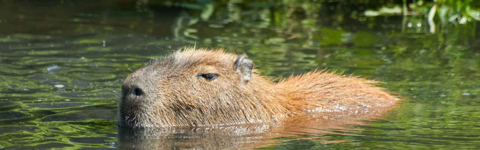 Capybara - 