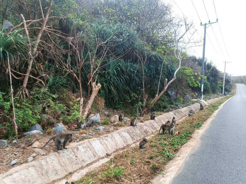 Bầy khỉ từ trong rừng tràn ra đường 