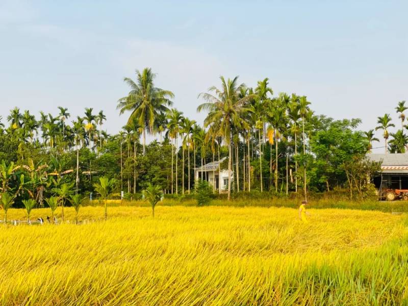 Cánh đồng vàng óng tại Hội An