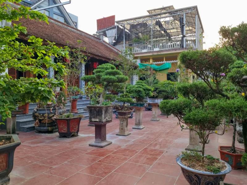 Cây cảnh tại khuôn viên làng nghè