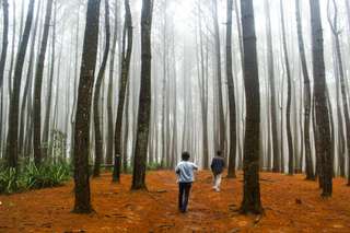 10 Rekomendasi Hutan Pinus Jogja yang Patut Dikunjungi!, Mas Bellboy