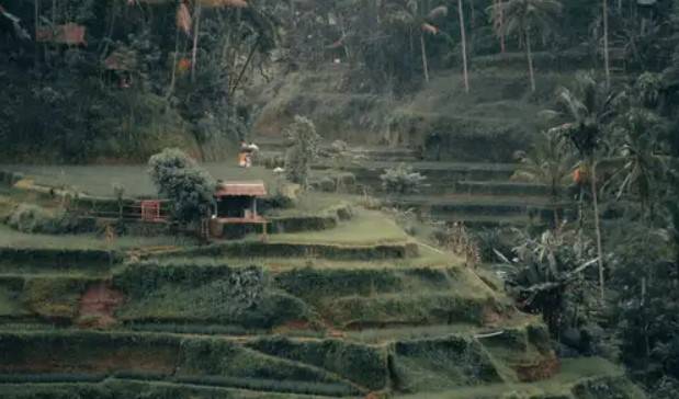 The beautiful and calming rice fields of Ubud, one of the best place in Bali