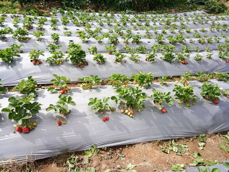 Kebun Strawberry Tongkoh Paris S Berastagi