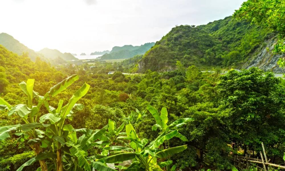 Núi rừng xanh ngát tại đảo Cát Bà