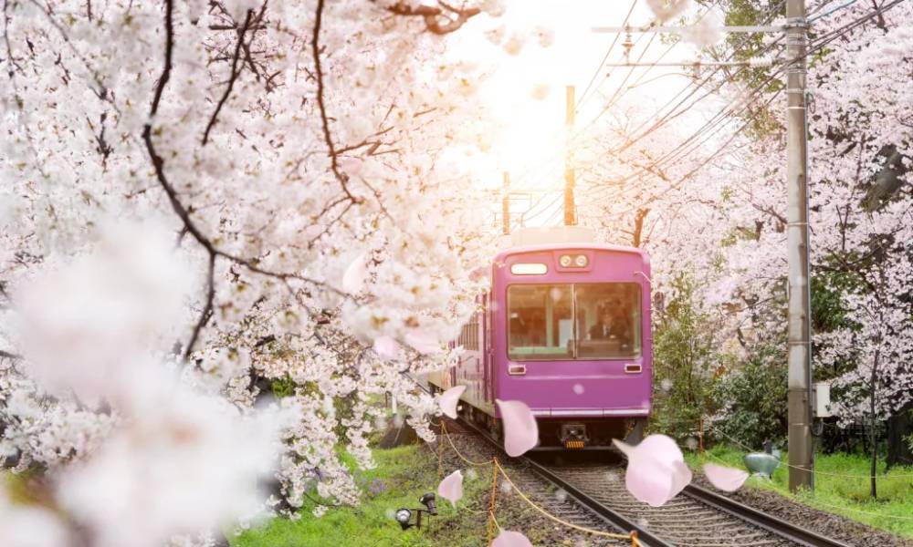 Khung cảnh hoa anh đào tuyệt đẹp ở phía Đông Nhật Bản