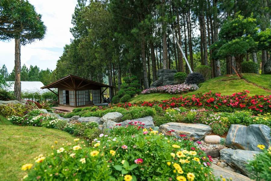 Khu du lịch Rừng Thông Núi Voi được bao phủ bởi cây xanh