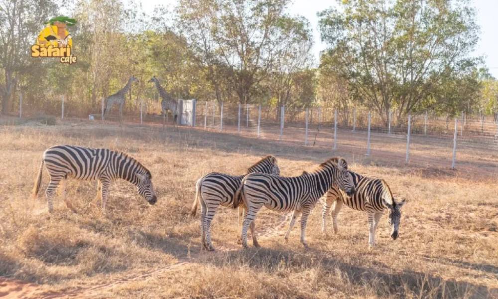 Thiên nhiên Châu Phi tại Safari Cafe Phan Thiết