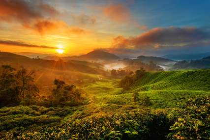 Best Cameron Highlands Hotels for Every Budget in Malaysia, Global Team
