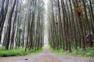 Hutan Pinus Kragilan: Surga Tersembunyi di Magelang yang Wajib Kamu Kunjungi, Mas Bellboy