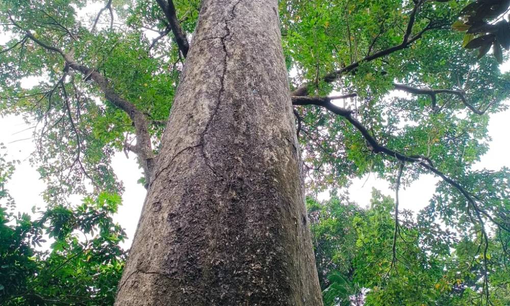 Ngọn cây Nhội cao chót vót