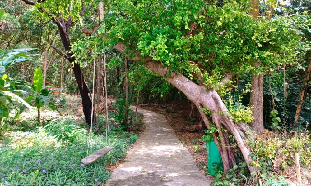 Con đường xanh mát ngang qua trạm kiểm lâm