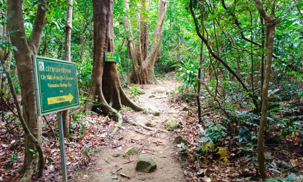 Lối vào tham quan cây di sản