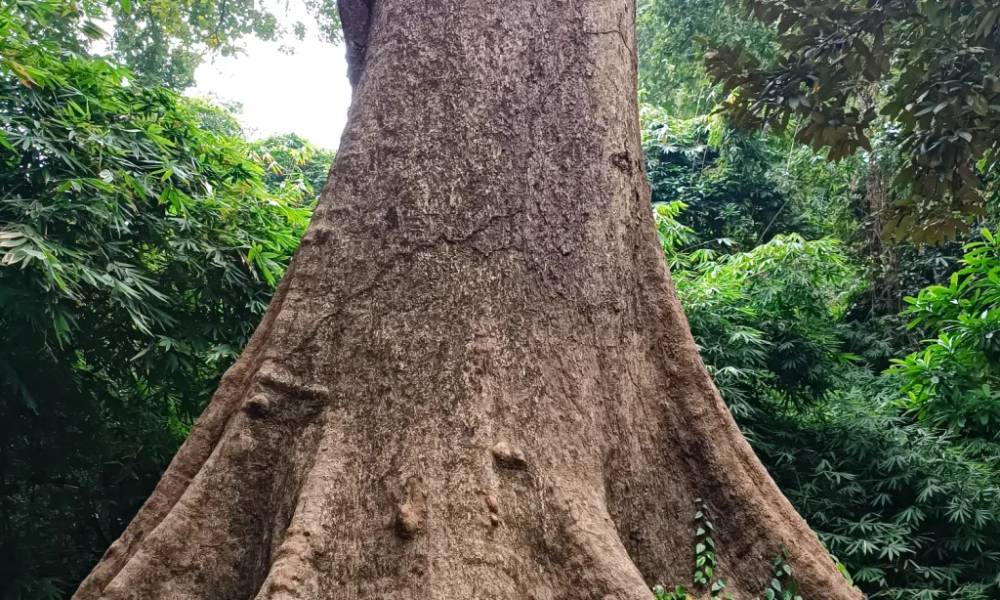 Cây cổ thụ với kích cỡ khổng lồ