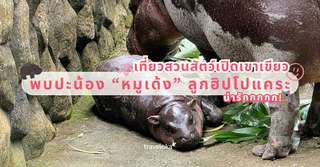 Meet Baby Hippo “Moo Daeng” Only At Khao Kheow Open Zoo Pattaya, Traveloka TH