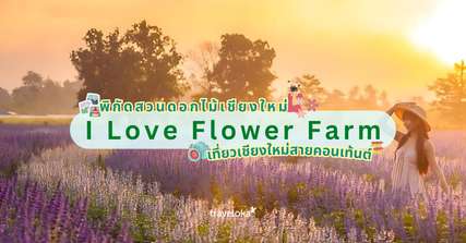 รีวิวสวนดอกไม้เชียงใหม่ I Love Flower Farm พิกัดที่เที่ยวเชียงใหม่สายคอนเท้นต์, Traveloka TH