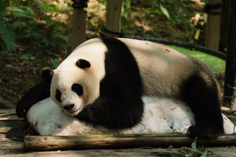 Công viên Safari Chimelong Quảng Châu