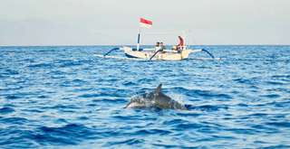 Once-in-a-Lifetime Adventure: Places to Swim with Dolphins in Bali, Xperience Team