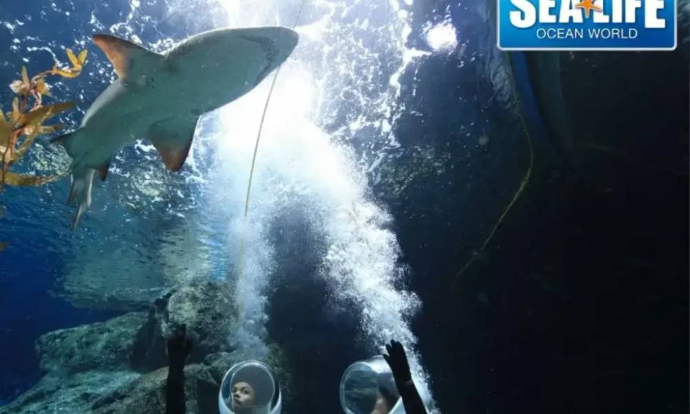 Lặn ngắm cá mập tại SEA LIFE