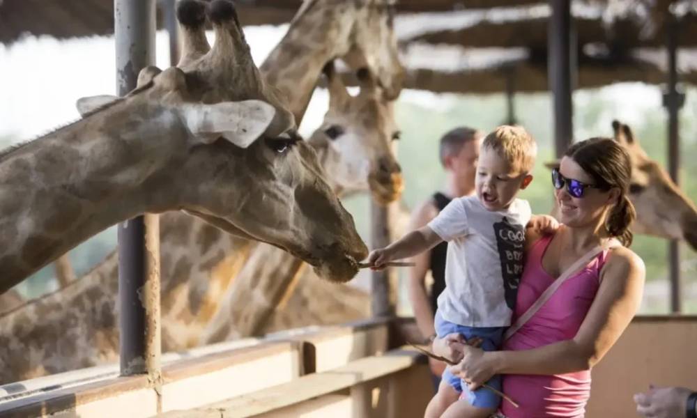 Hươu cao cổ tại Safari World Bangkok