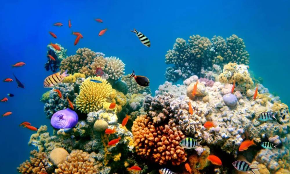 Rạn san hô tại Ocean World