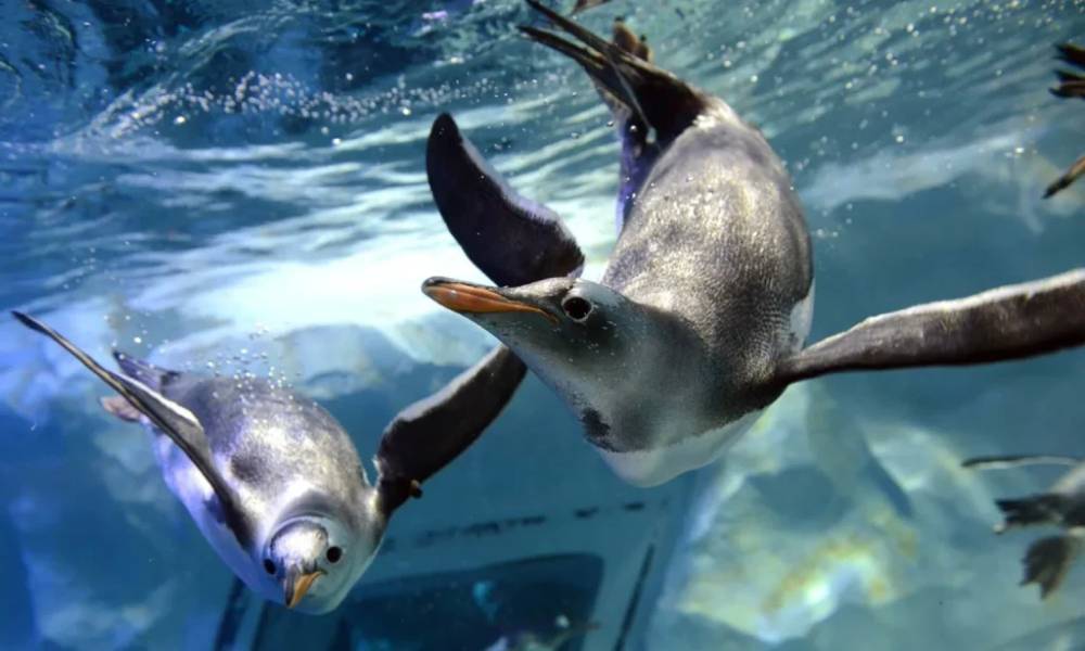 Chim cánh cụt tại Sân chơi băng Penguin