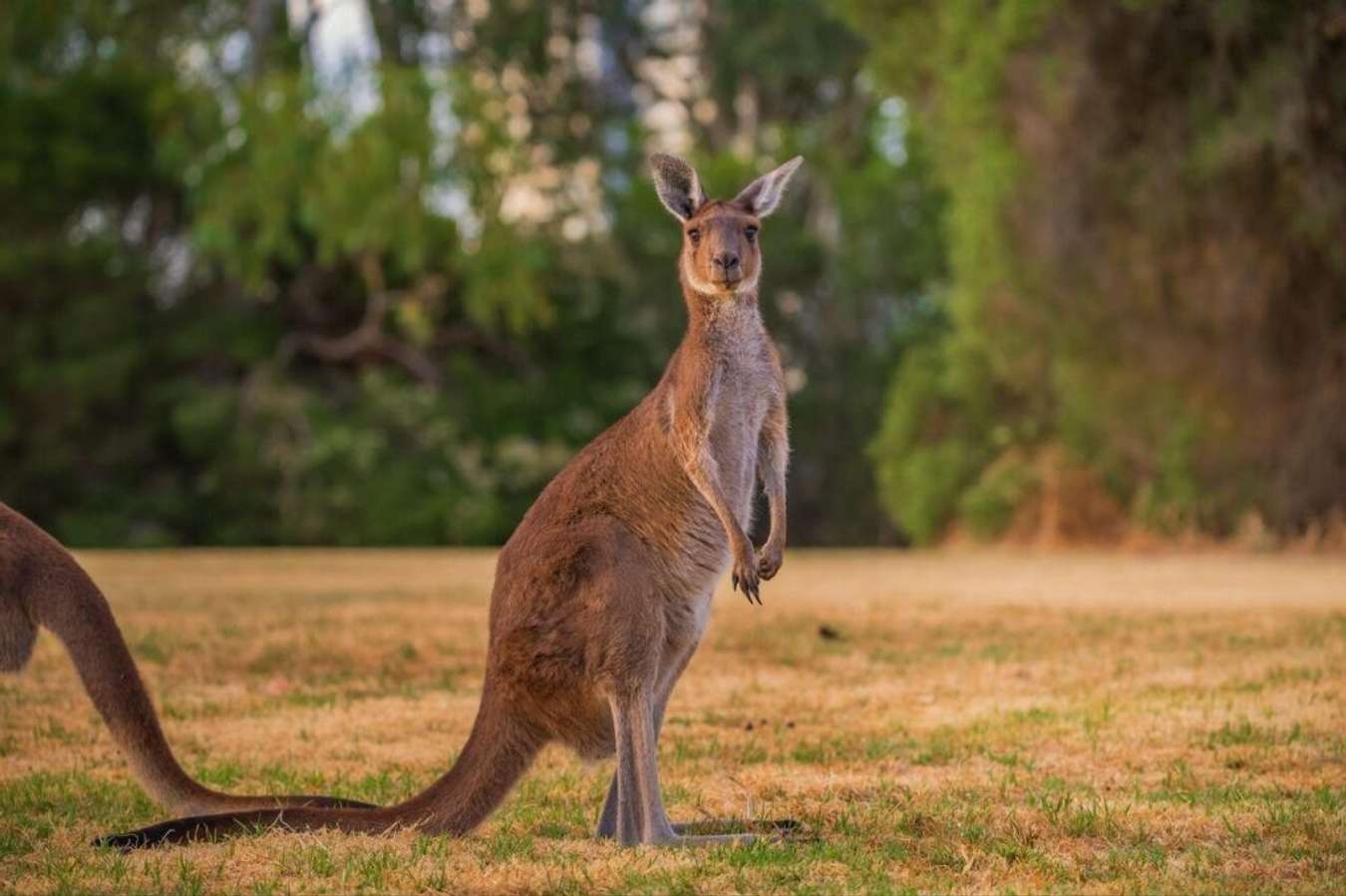 Chuột túi Kangaroo Úc: Đặc điểm, tập tính và môi trường sống