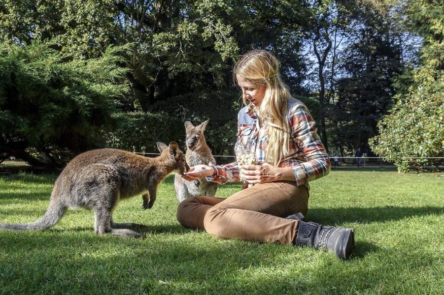 cho Kangaroo ăn tại Bonorong