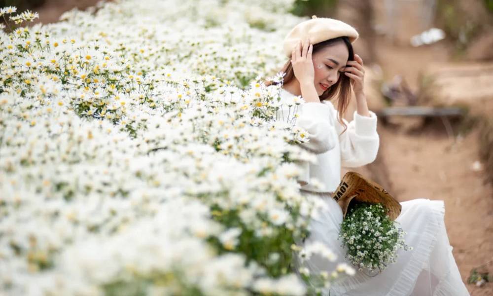 chụp ảnh cúc họa mi tại Hà Nội