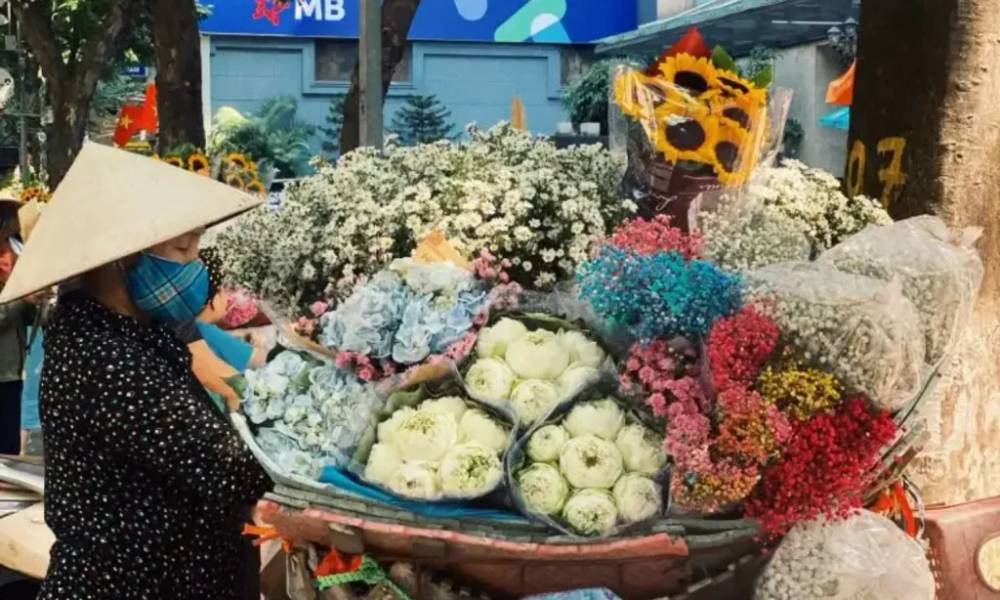 cúc họa mi tại Hà Nội