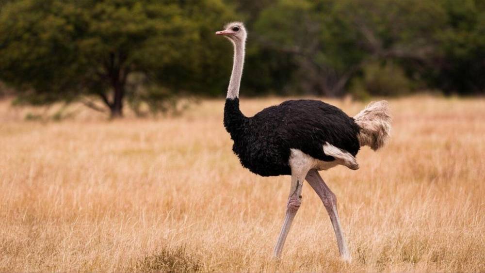 Regulations on importing ostriches into Vietnam