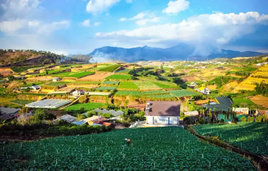 Cánh đồng trồng rau và trồng hoa