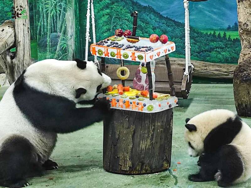 Gấu trúc tại Taipei Zoo