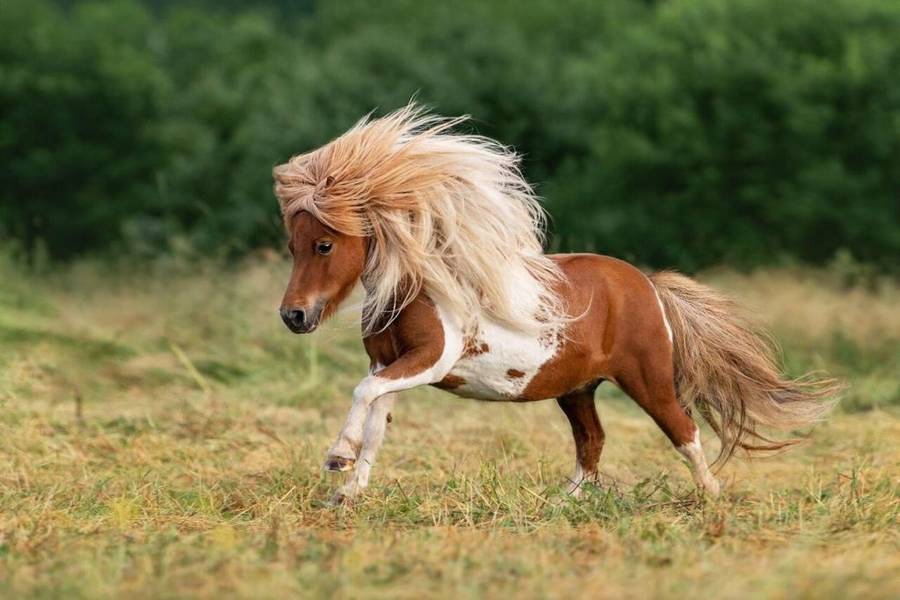 Đặc điểm cơ thể của ngựa lùn Pony