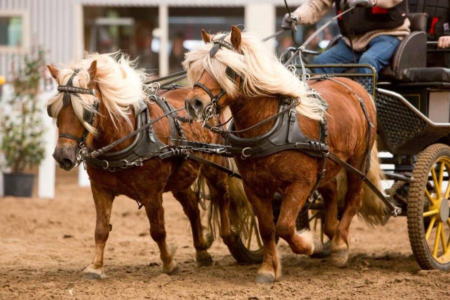 Ngựa lùn Pony thích lao động