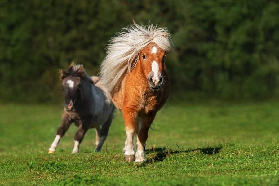 Ngựa lùn Pony tại vườn thú ZooDoo Đà Lạt