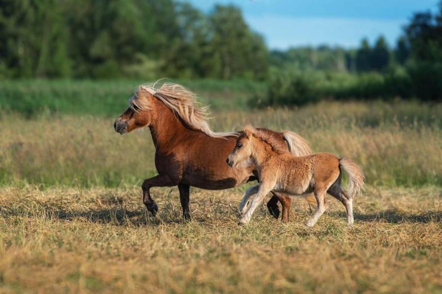 Ngựa lùn Pony dễ thương
