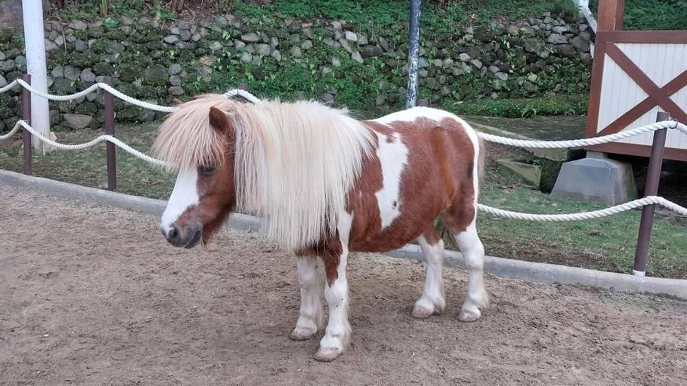 Ngựa lùn Pony thân thiện