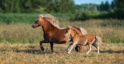 Tìm hiểu về ngựa lùn Pony – Loài ngựa đáng yêu gây bão cõi mạng, Thao Nguyen