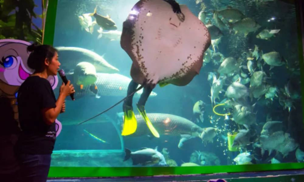 Cho động vật ăn tại Chiang Mai Zoo Aquarium