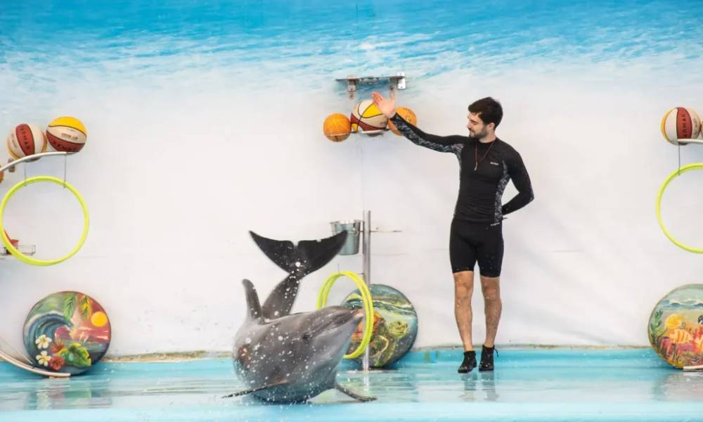 Biểu diễn cá heo tại Dolphin Bay Phuket