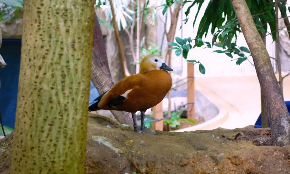 Vịt trời Ruddy Shelduck